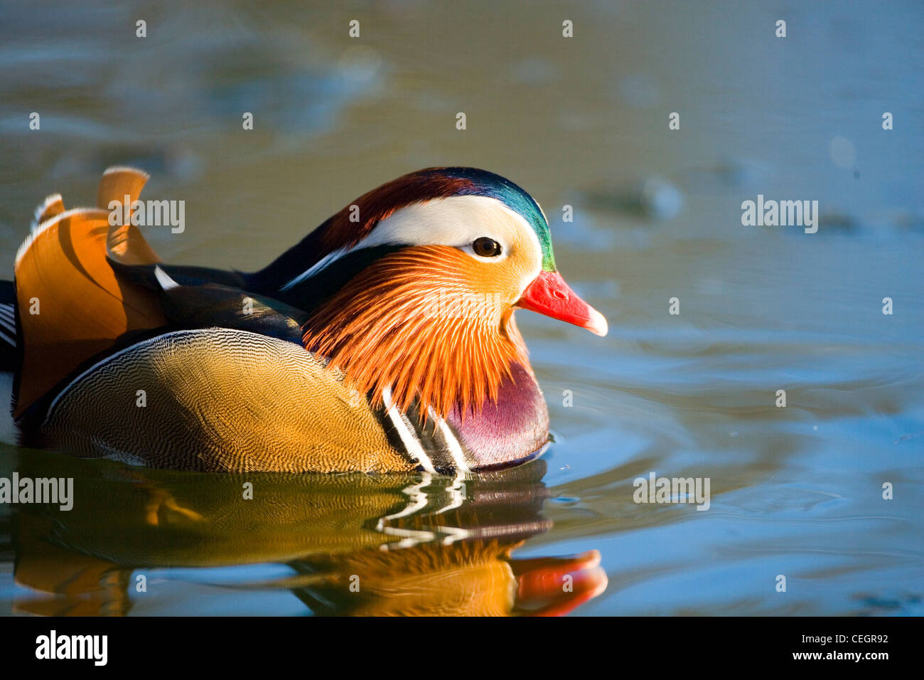Mandarin duck uk hires stock photography and images Alamy