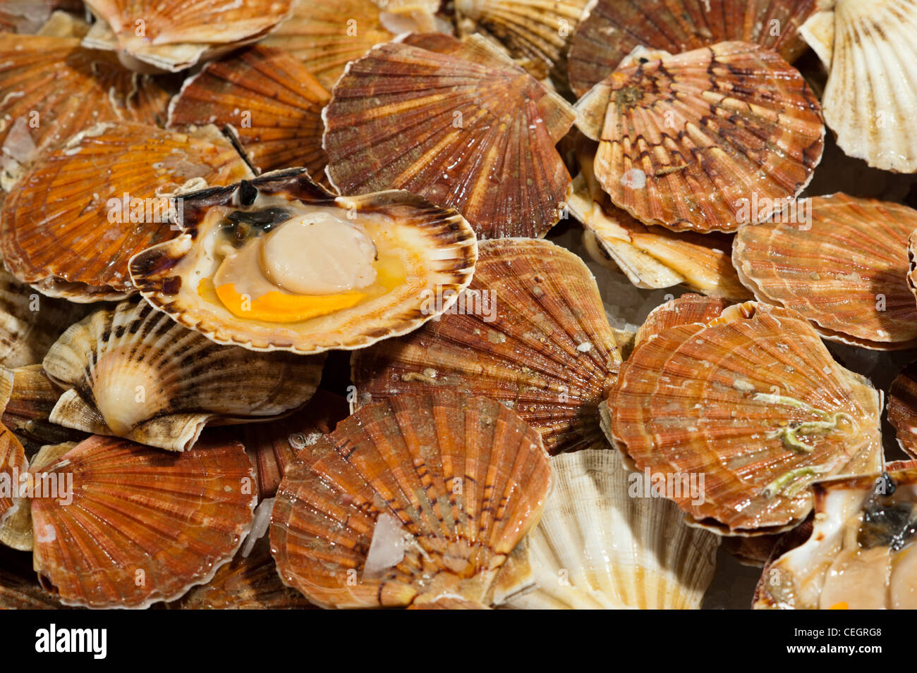 Fresh scallops at the food market counter Stock Photo Alamy