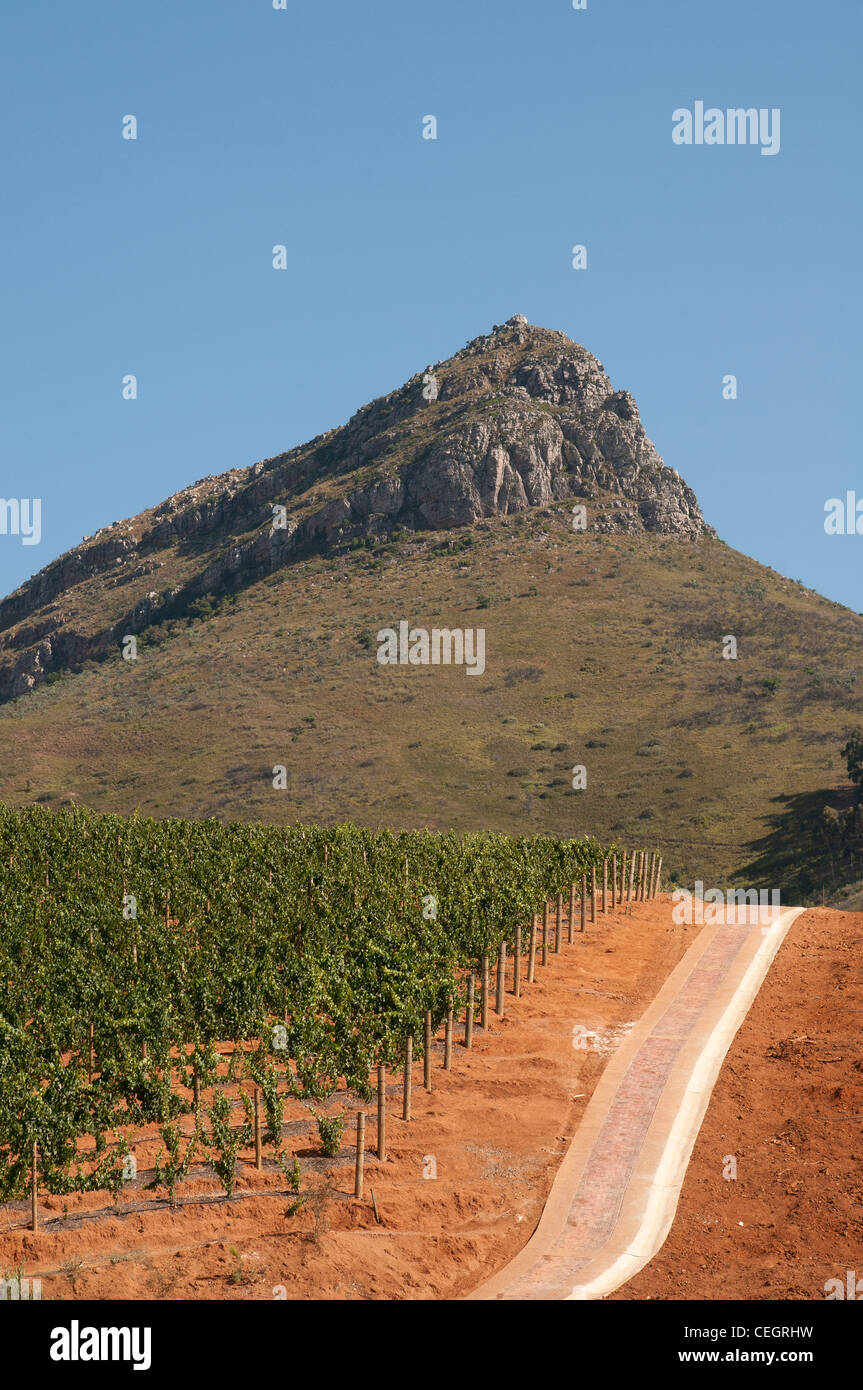 Vineyard at Delaire Graff Wine Estate Stellenbosch Western Cape South Africa Stock Photo