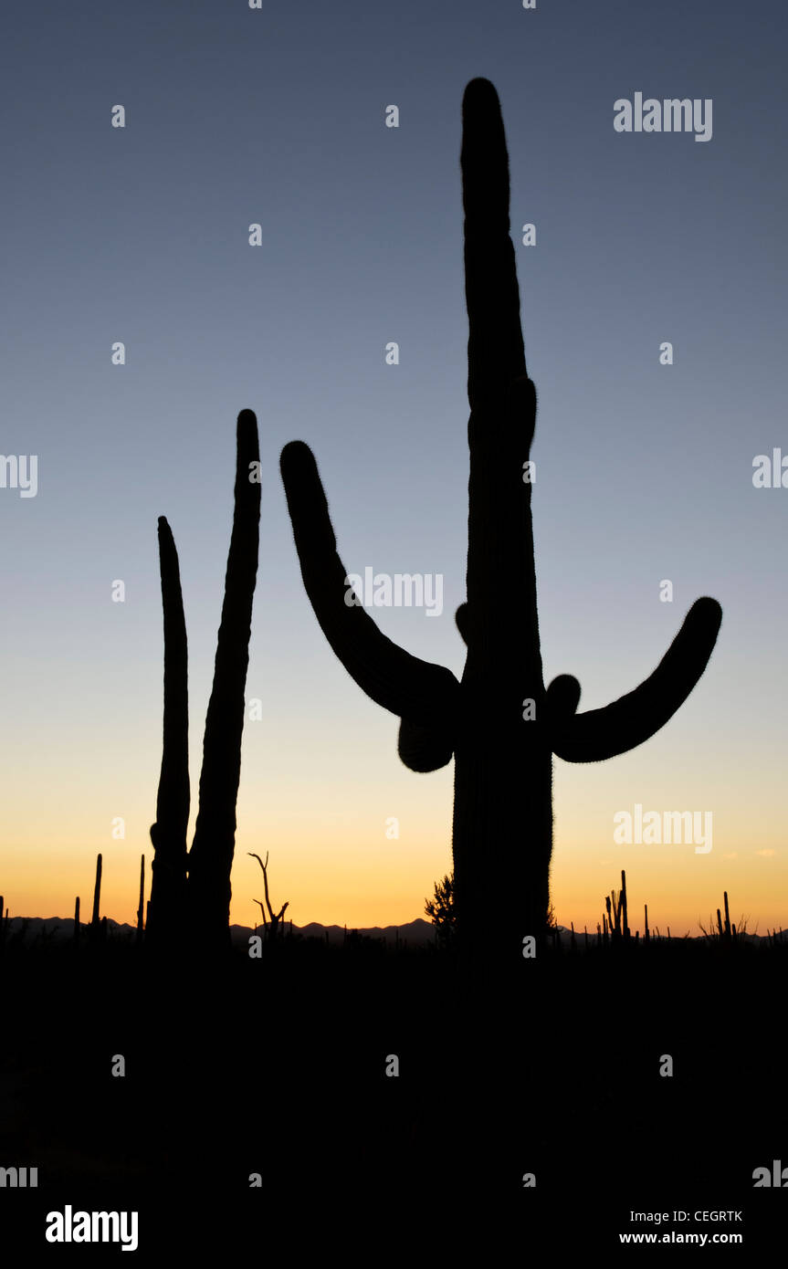 Saguaro Cactus Silhouette Saguaro Cactus Silhouette