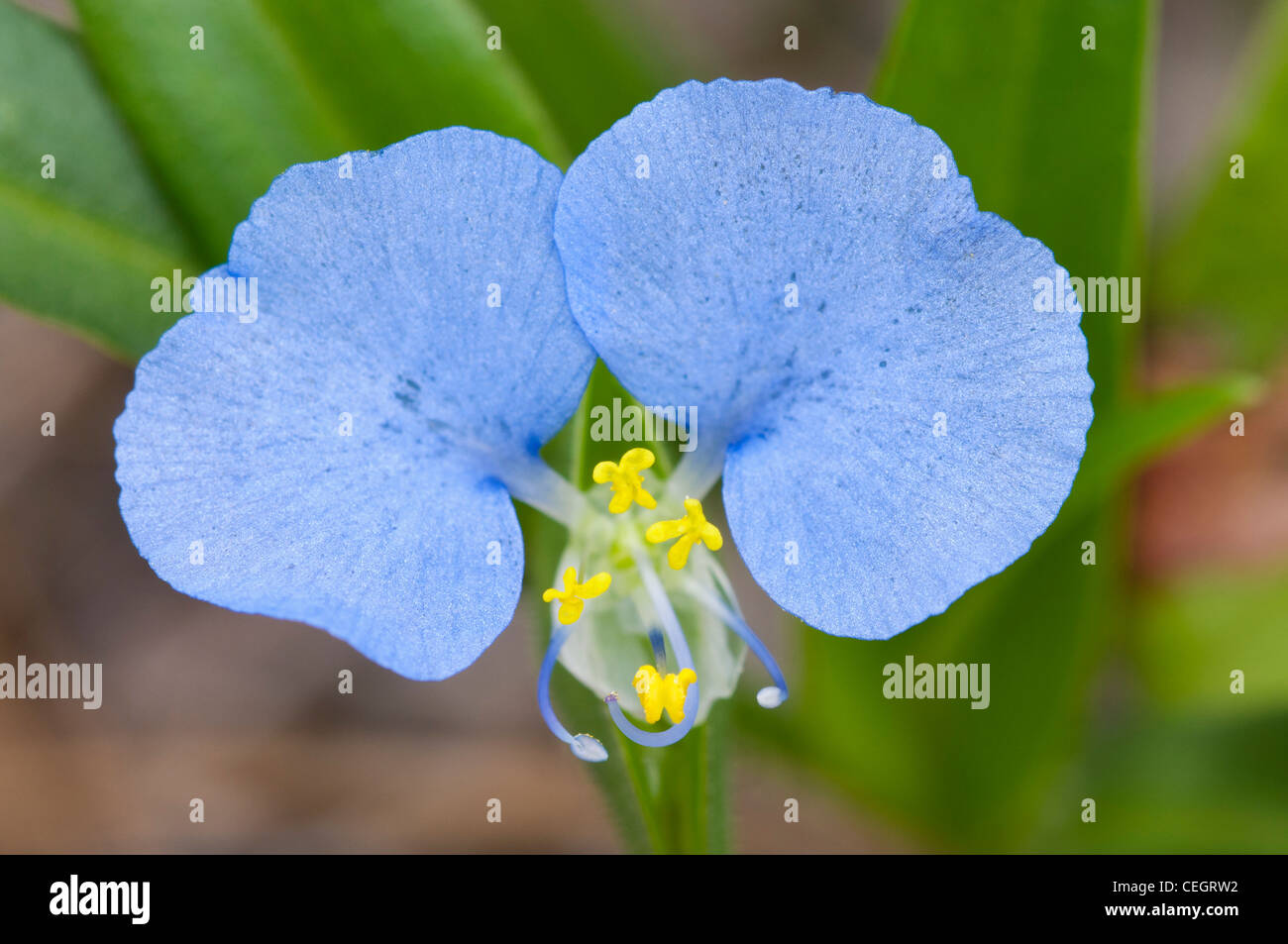Dayflower, Morningside Nature Center, Gainesville, Florida Stock Photo Alamy