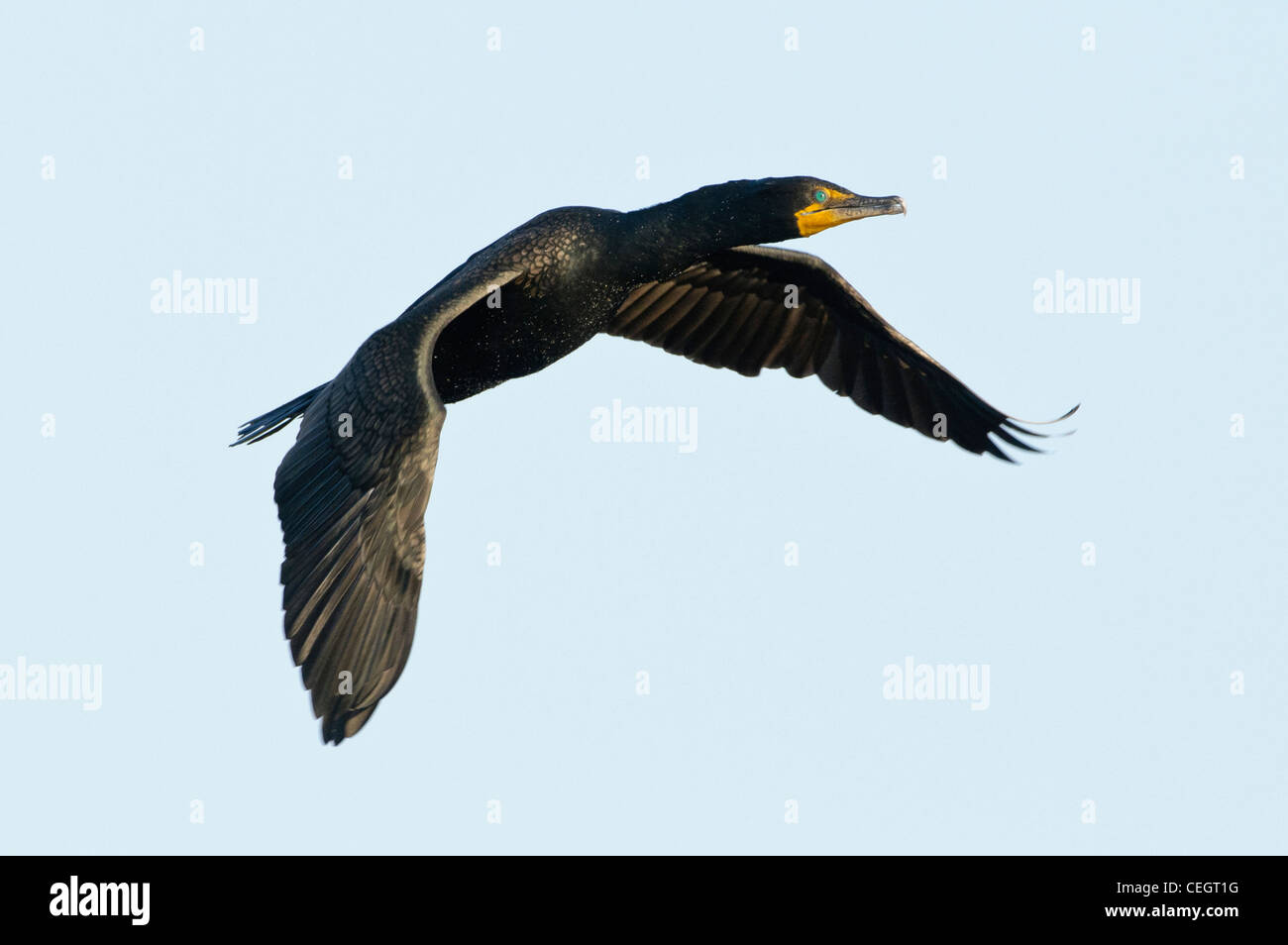 Doublecrested Cormorant in flight, Okeechobee, Florida Stock Photo Alamy