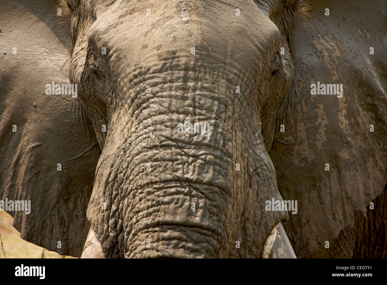 Portrait of African elephant Stock Photo - Alamy