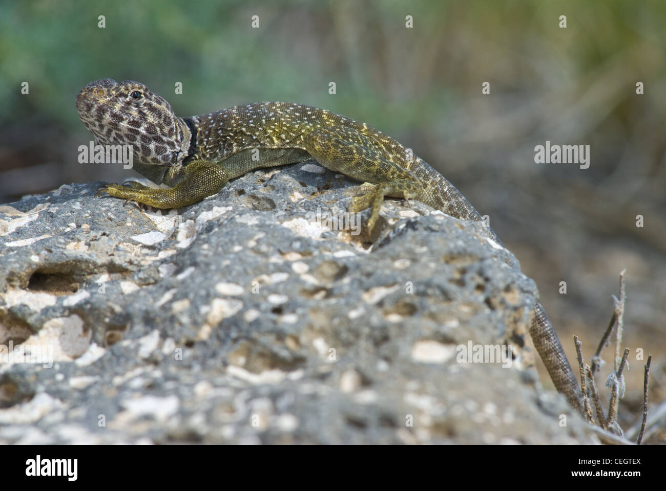Eastern Collared Lizard, (Crotaphytus collaris), Petroglyph National