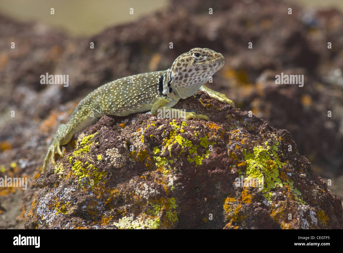 Eastern Collared Lizard, (Crotaphytus collaris), Petroglyph National