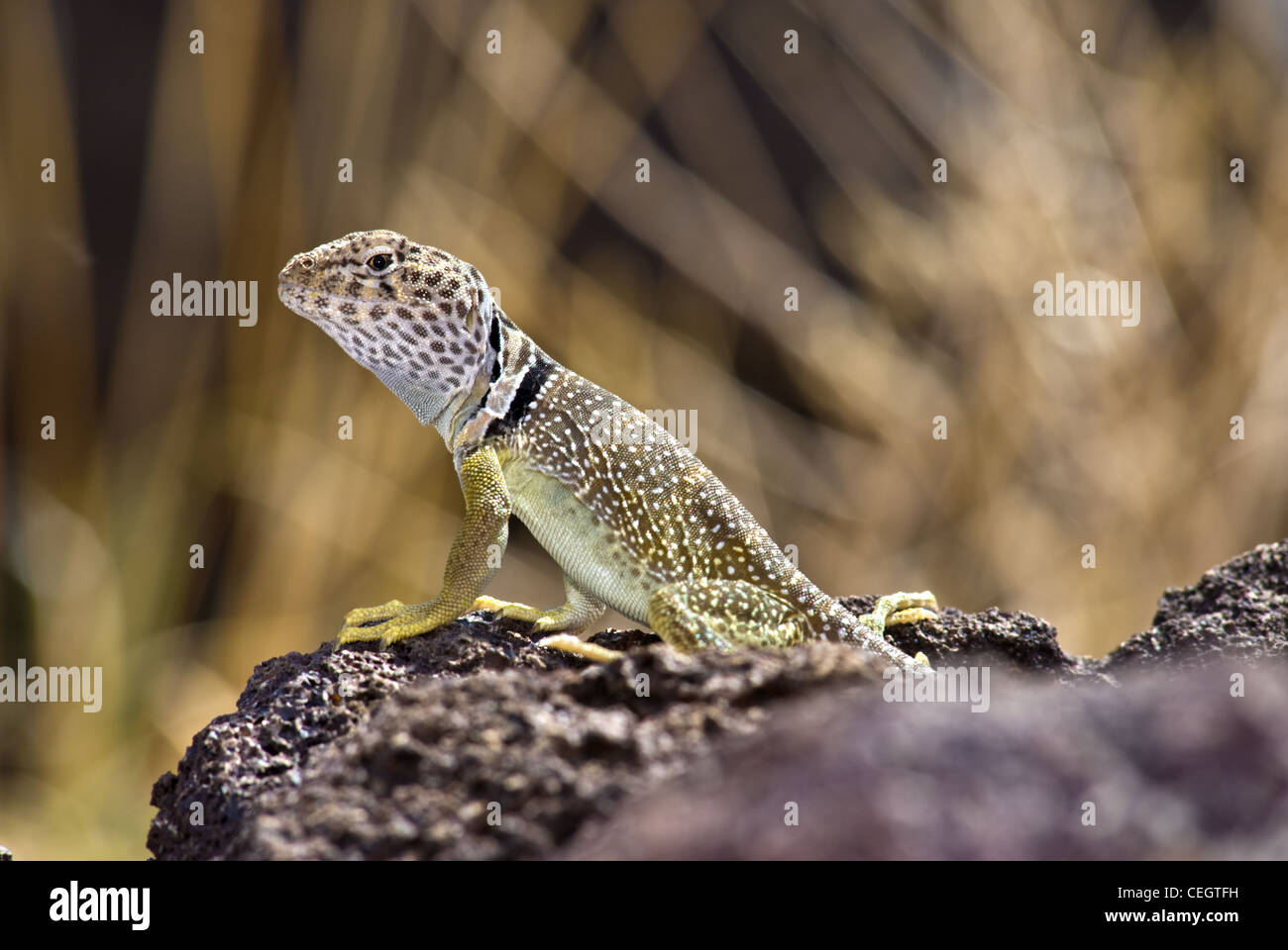 Common collared lizard crotaphytus collaris hires stock photography