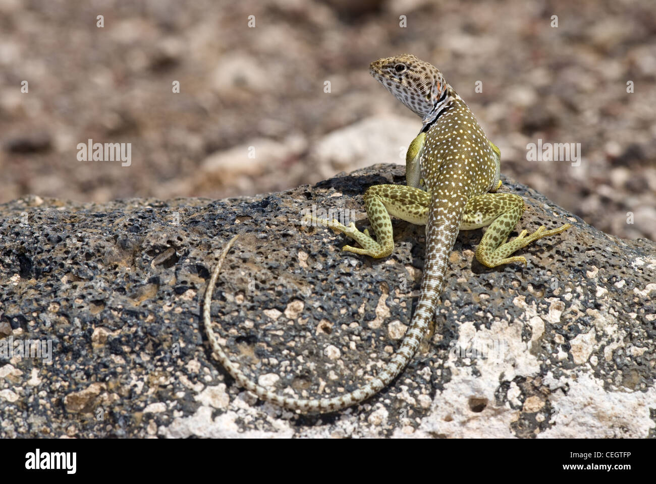 Eastern Collared Lizard, (Crotaphytus collaris), Petroglyph National