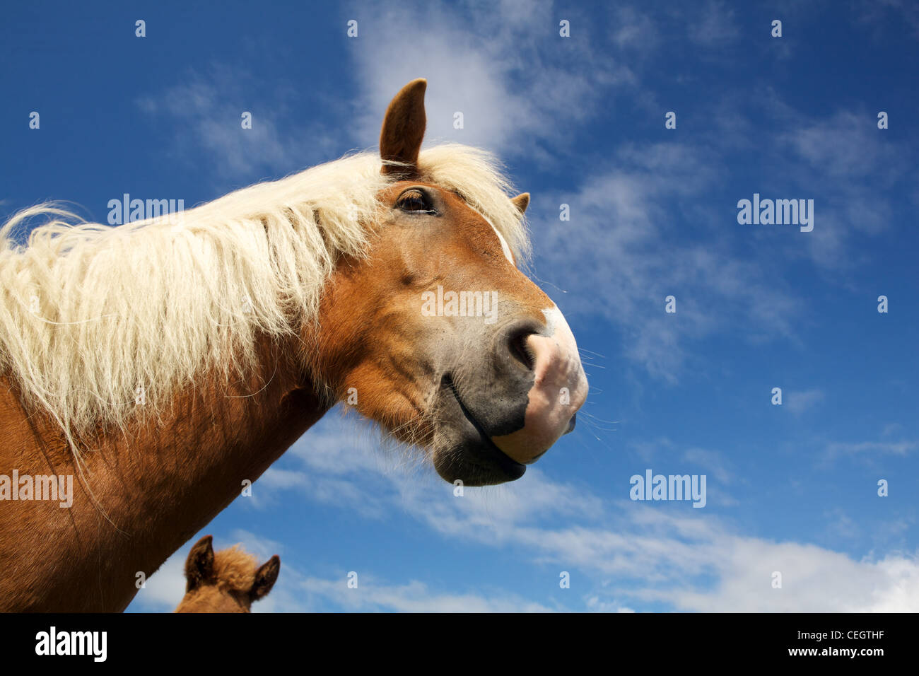 Icelandic horse, Iceland Stock Photo