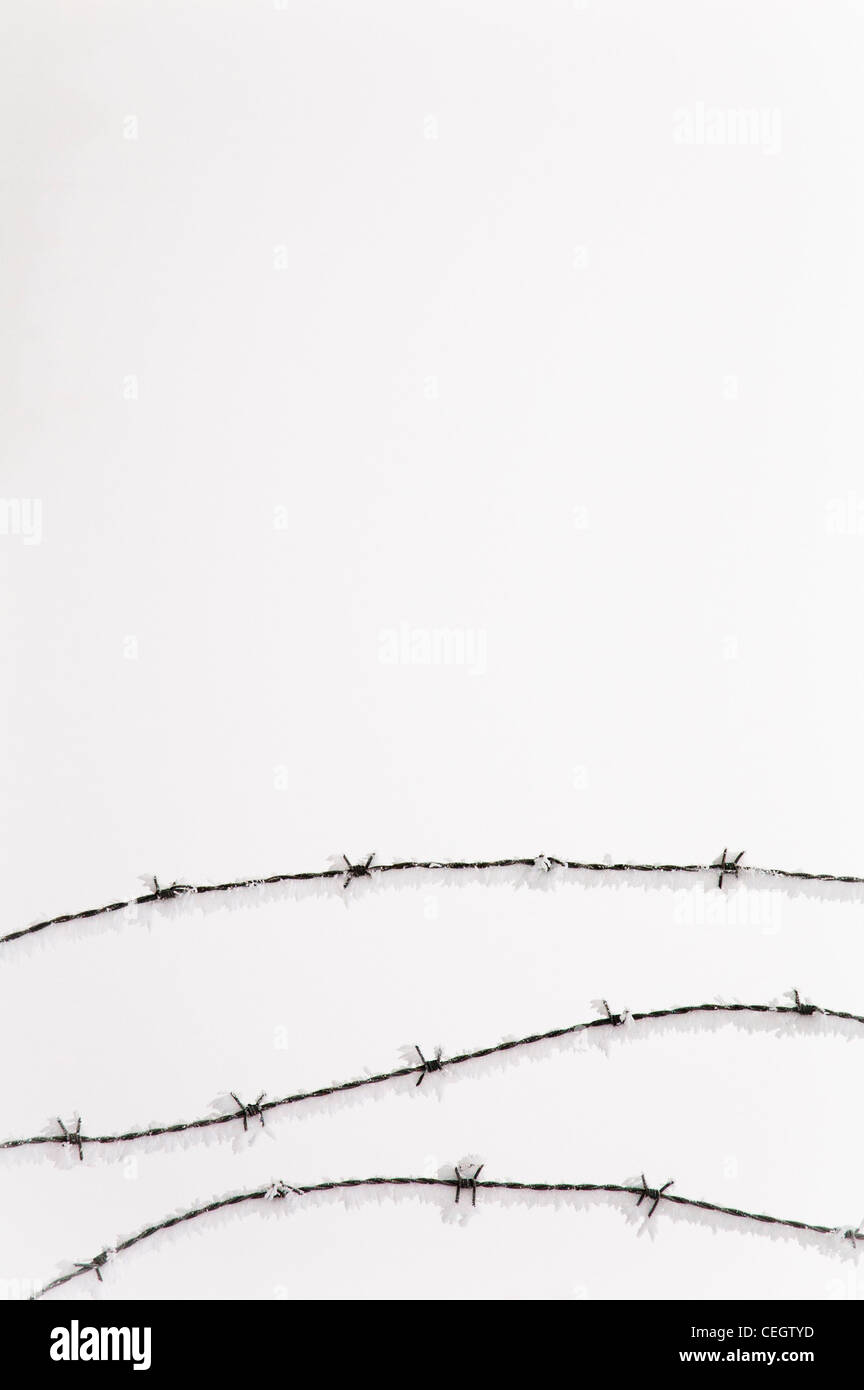 Barbed Wire with frost Stock Photo