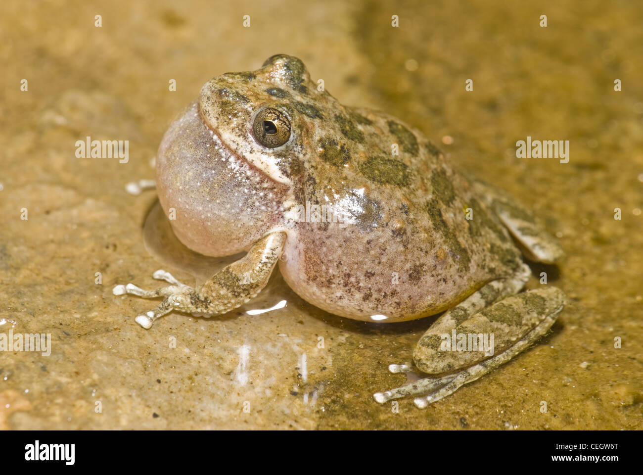 Calling California Chorus Frog, (Pseudacris cadaverina), Borrego Palm