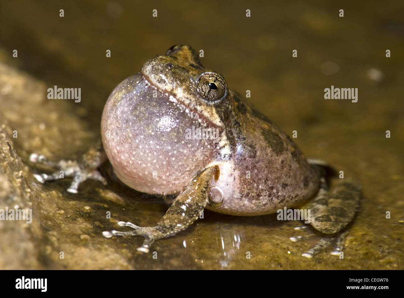 Calling California Chorus Frog, (Pseudacris cadaverina), Borrego Palm Canyon, Anza Borrego