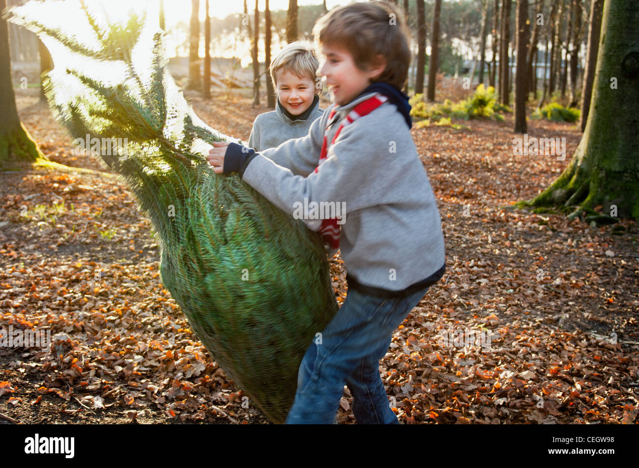 Two boys holding Christmas tree in forest Stock Photo - Alamy