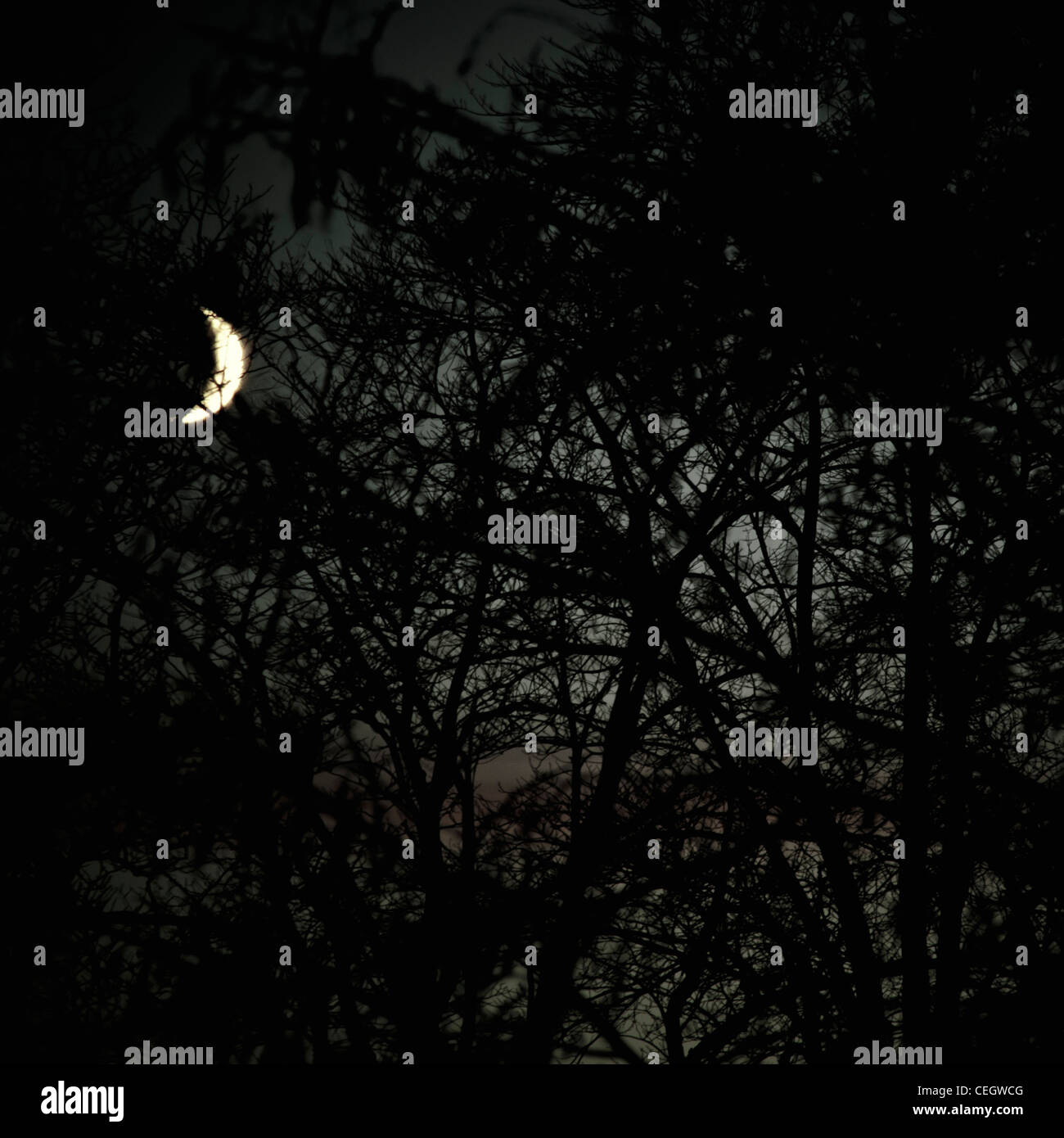 Crescent Moon seen through trees Stock Photo