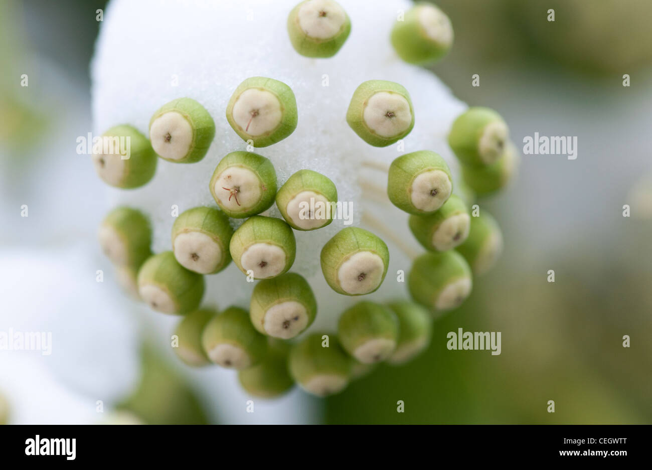 seed pods on caster oil plant Stock Photo