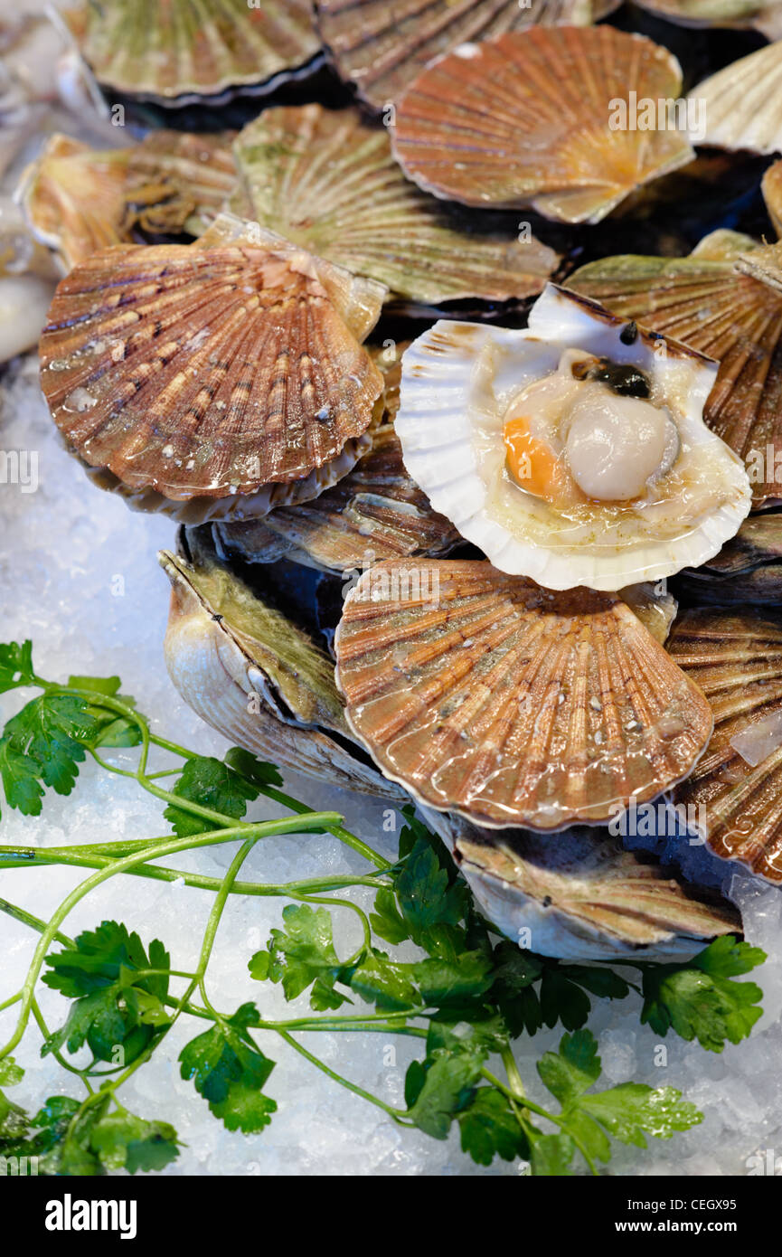 Fresh scallops at the food market counter Stock Photo Alamy