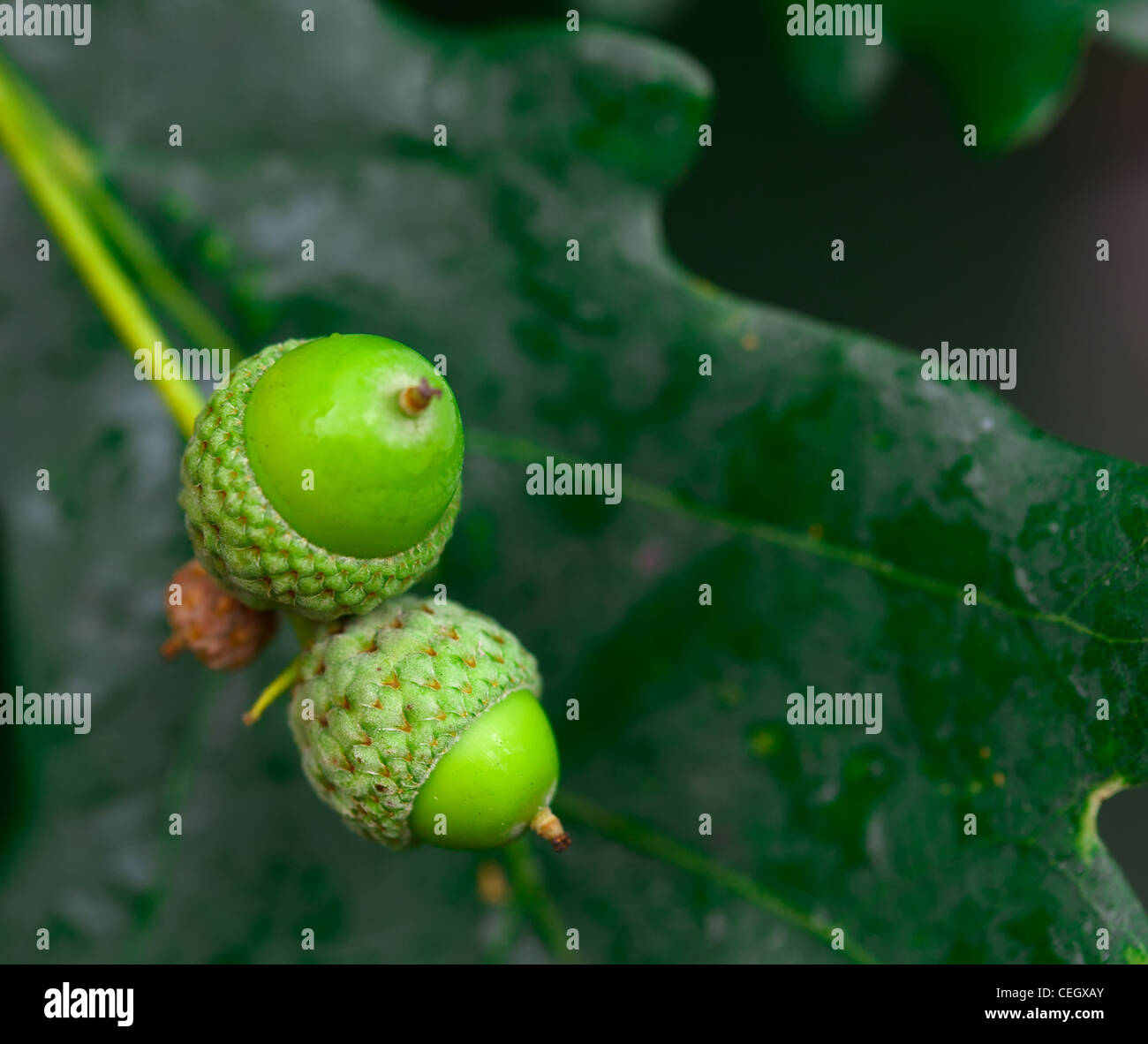 Acorn Oak Leaf High Resolution Stock Photography and Images - Alamy