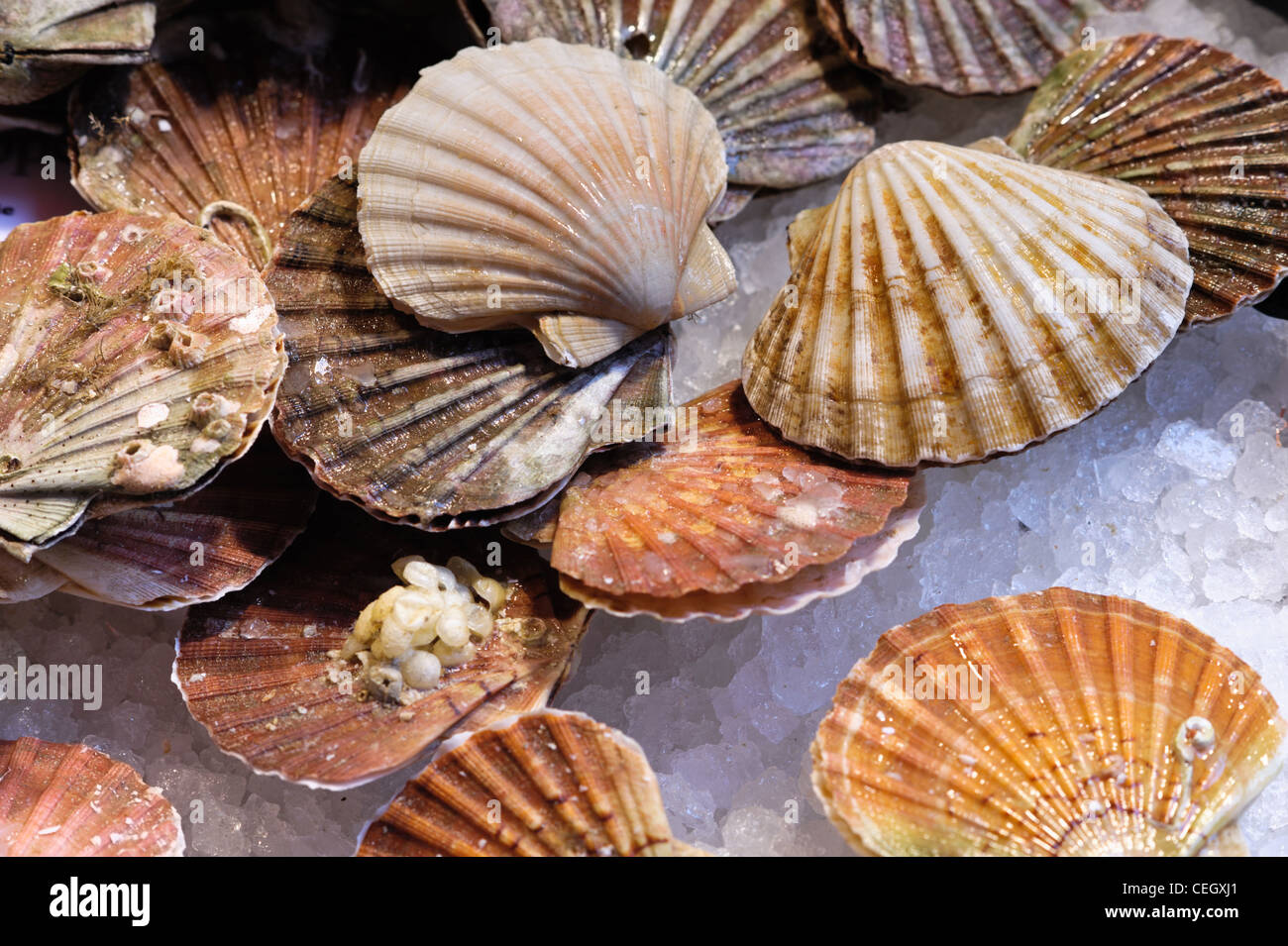 Fresh scallops at the food market counter Stock Photo