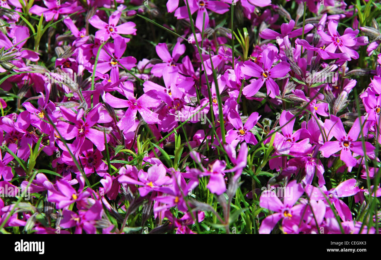 Purple spring flowers hi-res stock photography and images - Alamy