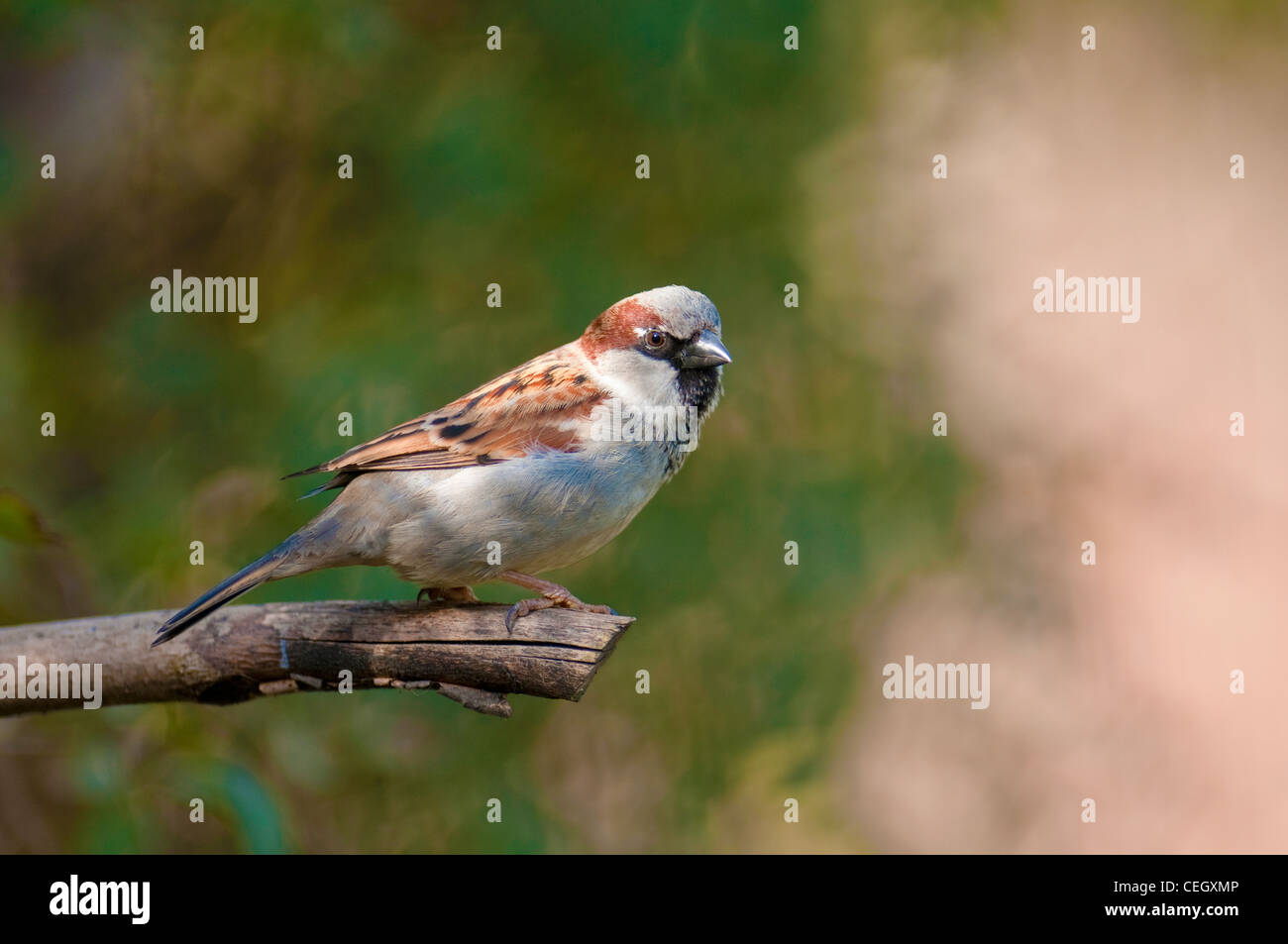 House sparrow passer Domesticus Bird Brown Cute Red Listed Endagered