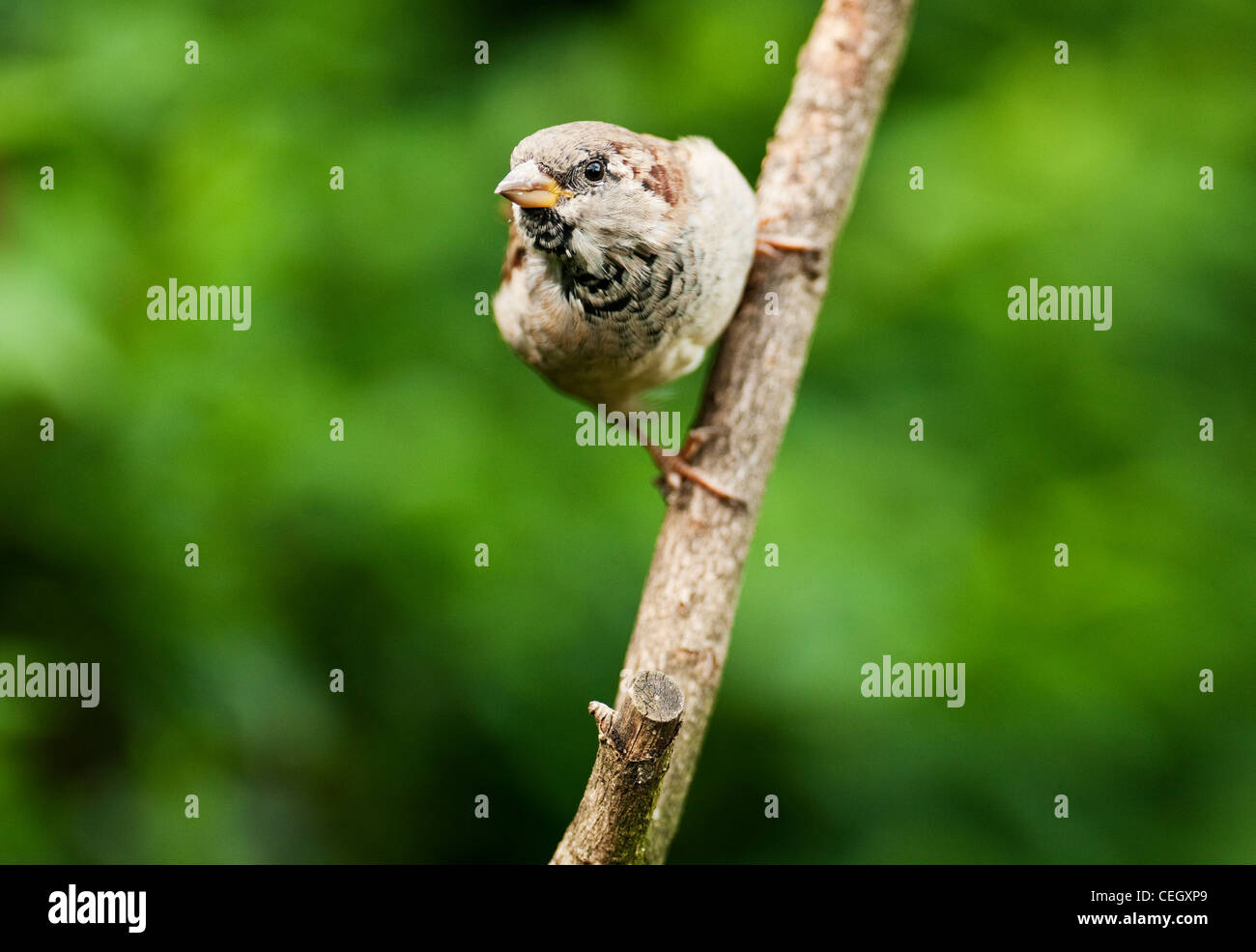 House sparrow passer Domesticus Bird Brown Cute Red Listed Endagered