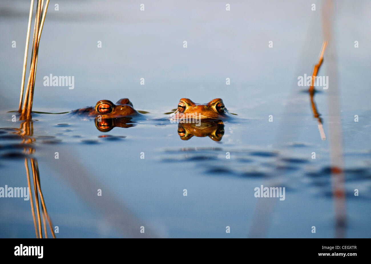Common toads / European toad (Bufo bufo) floating in pond among frogspawn, the Netherlands Stock Photo