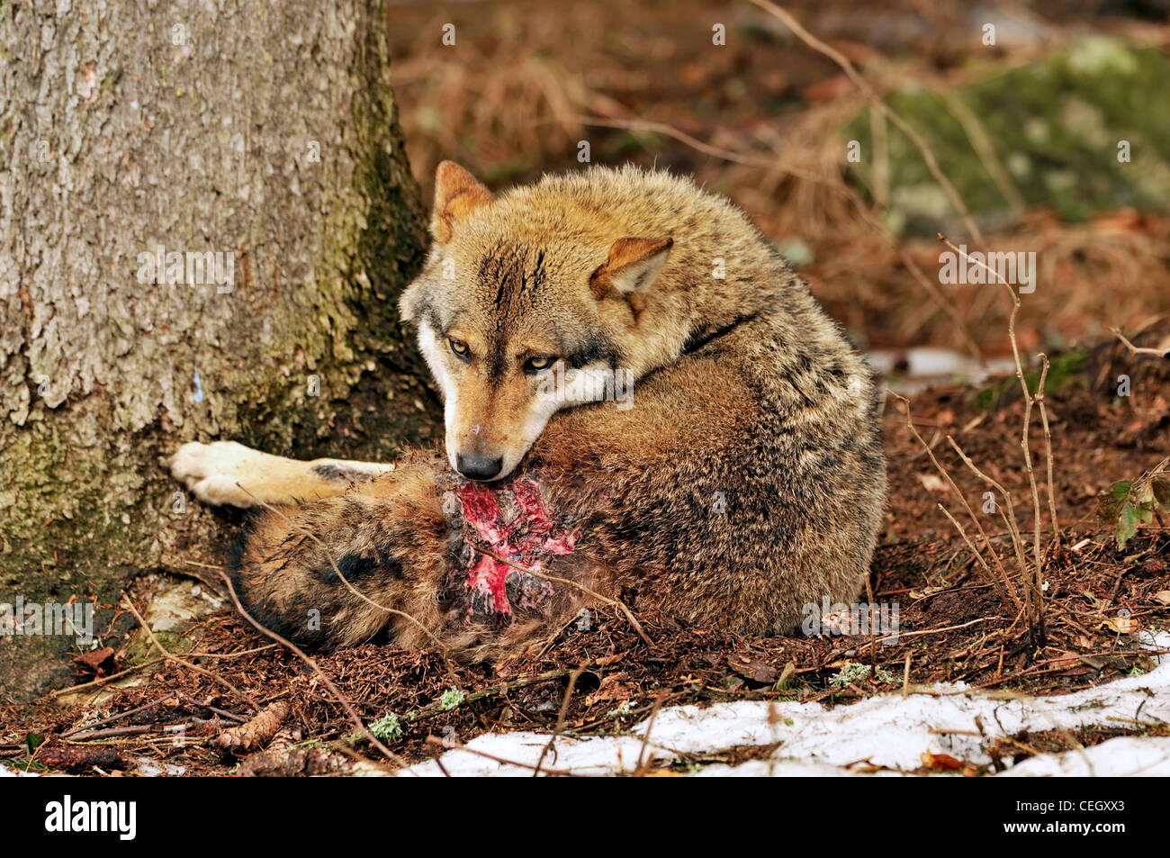 Wounded wolf (Canis lupus) licking its wounds after territorial fight, Bavarian Forest, Germany Stock Photo