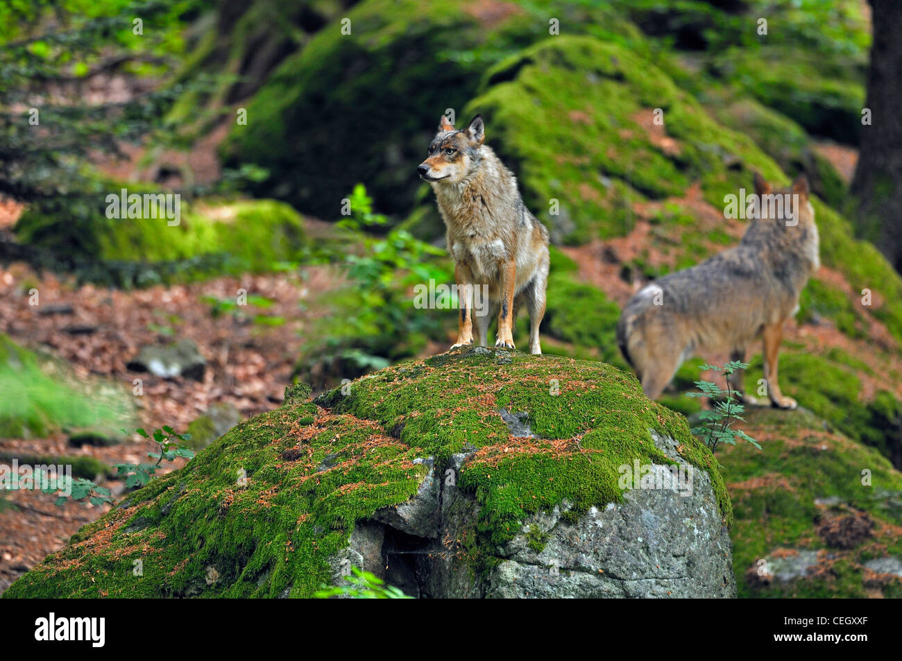 Wolf (Canis lupus) on rock on the look-out in woodland, Bavarian Forest, Germany Stock Photo
