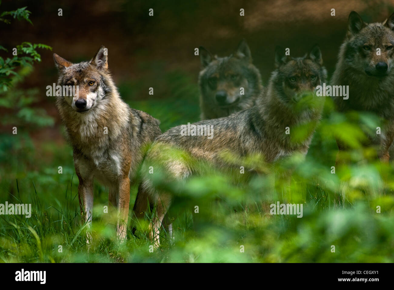 Pack of wolves (Canis lupus) on the look-out in state of alert in woodland, Bavarian Forest, Germany Stock Photo