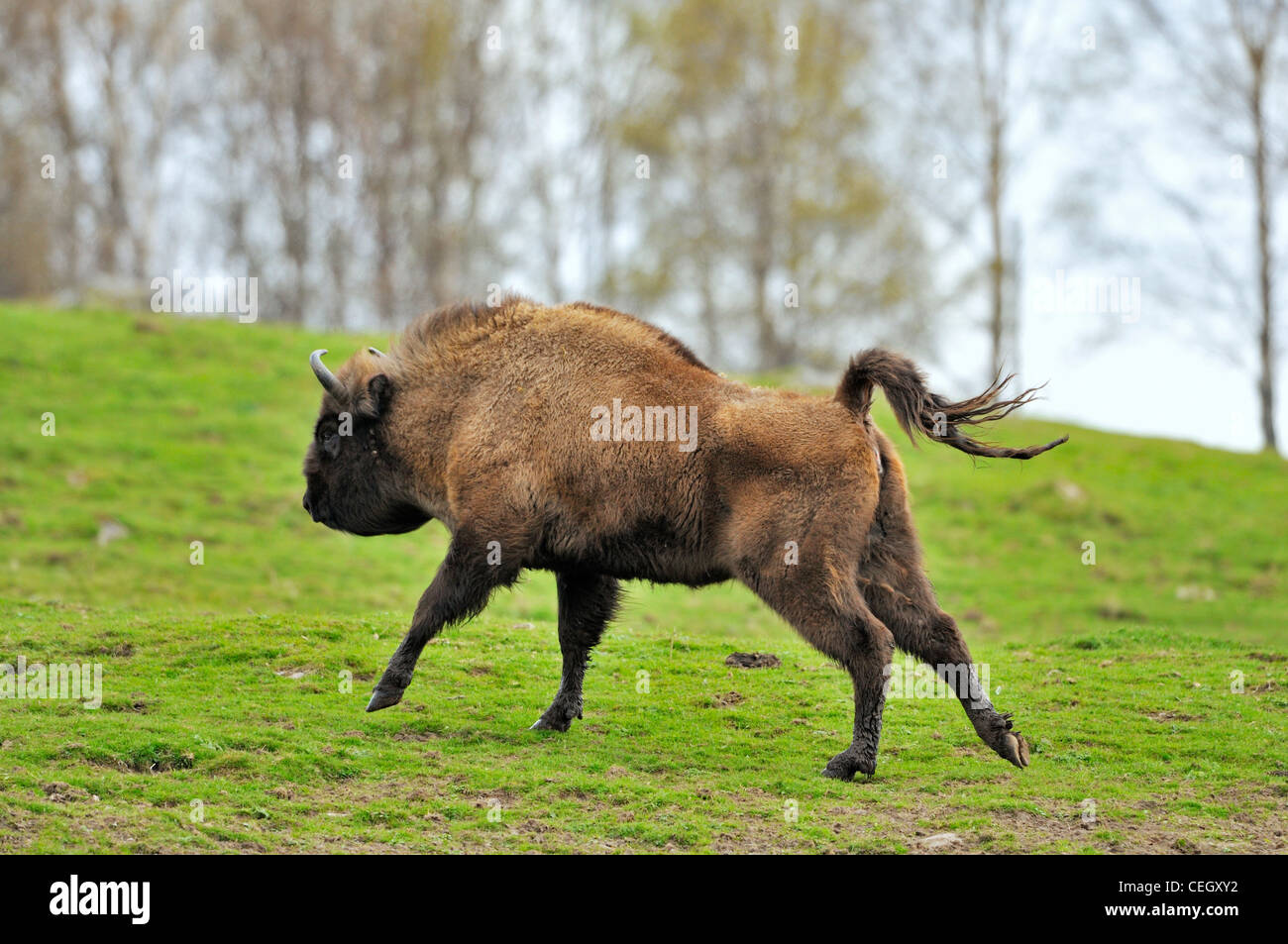 Wisent / European bison (Bison bonasus) running in grassland Stock Photo