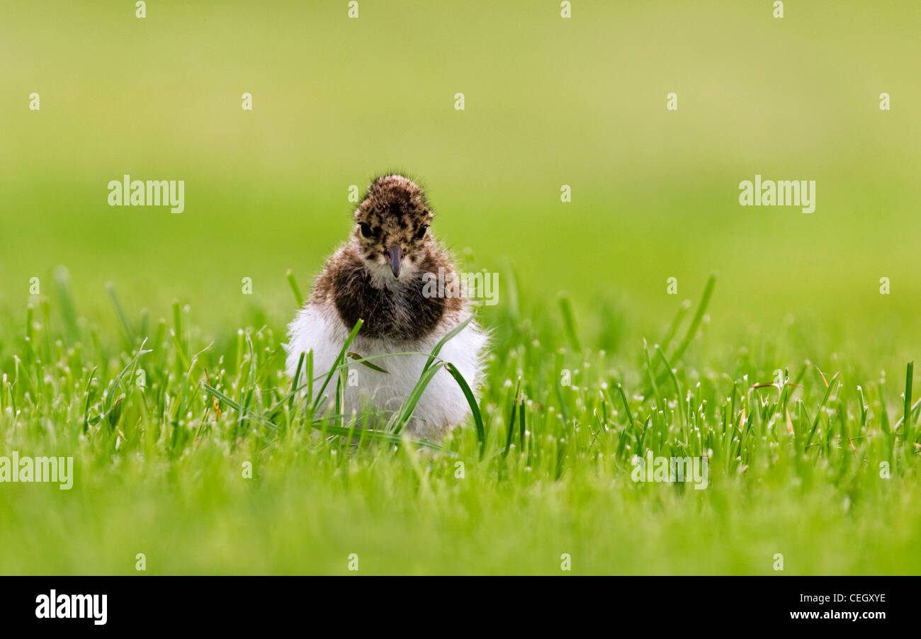 Northern Lapwing (Vanellus vanellus) chick in meadow Stock Photo