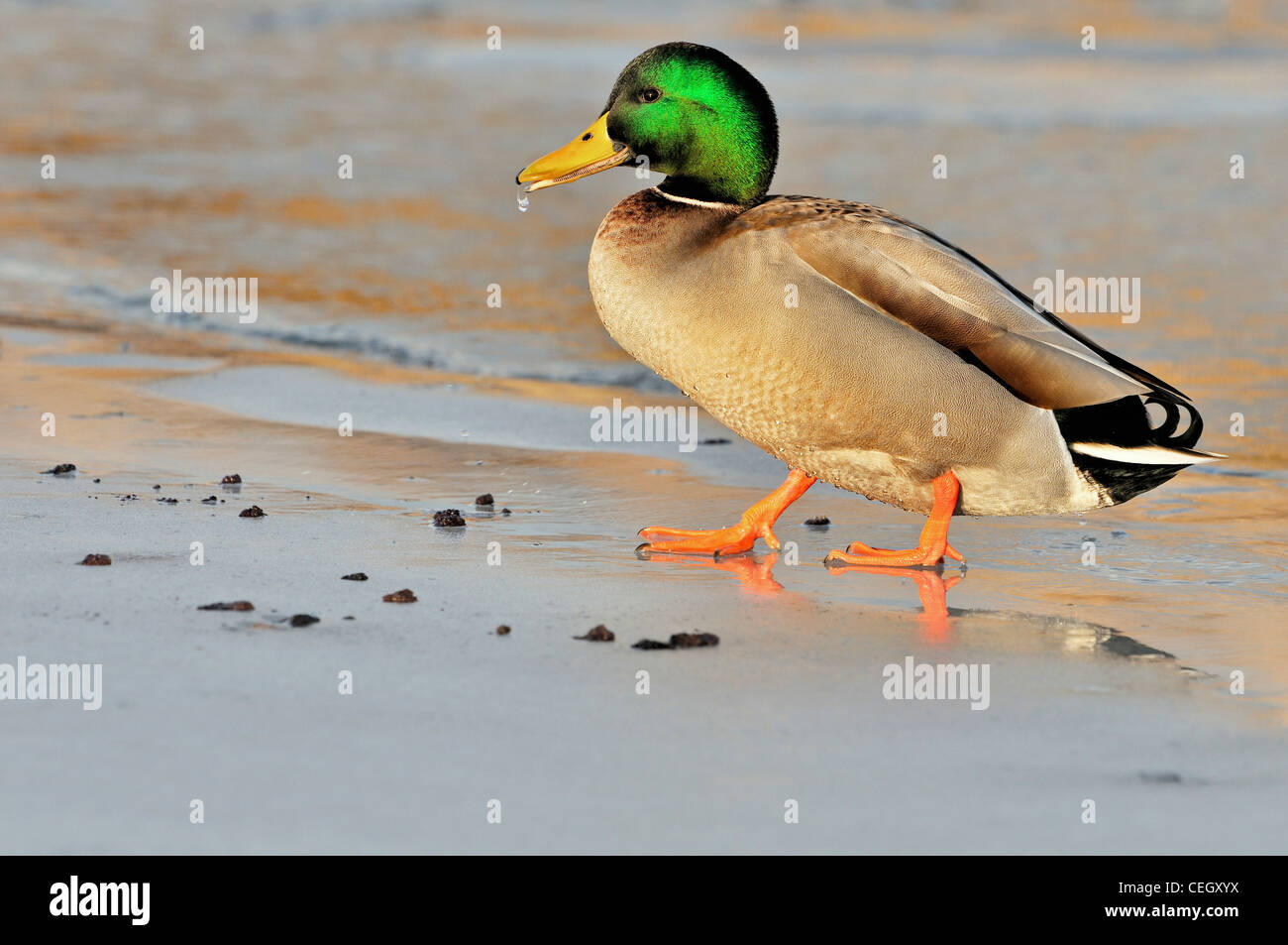 Mallard / Wild Duck (Anas platyrhynchos) male on ice of frozen pond in winter Stock Photo