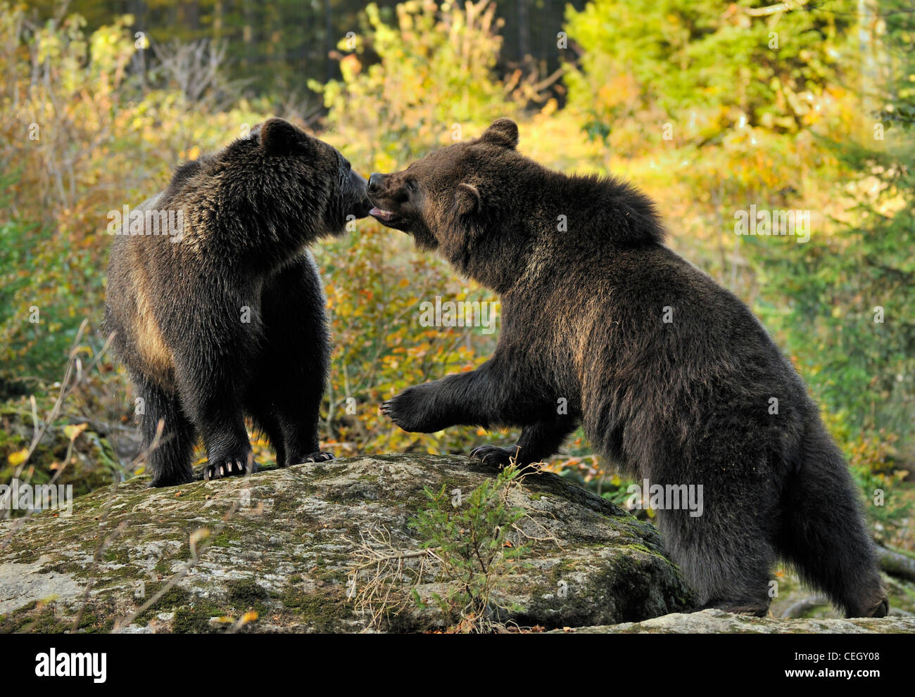 Two Eurasian brown bear (Ursus arctos arctos) juveniles playing on rock in woodland, Bavarian Forest, Germany Stock Photo
