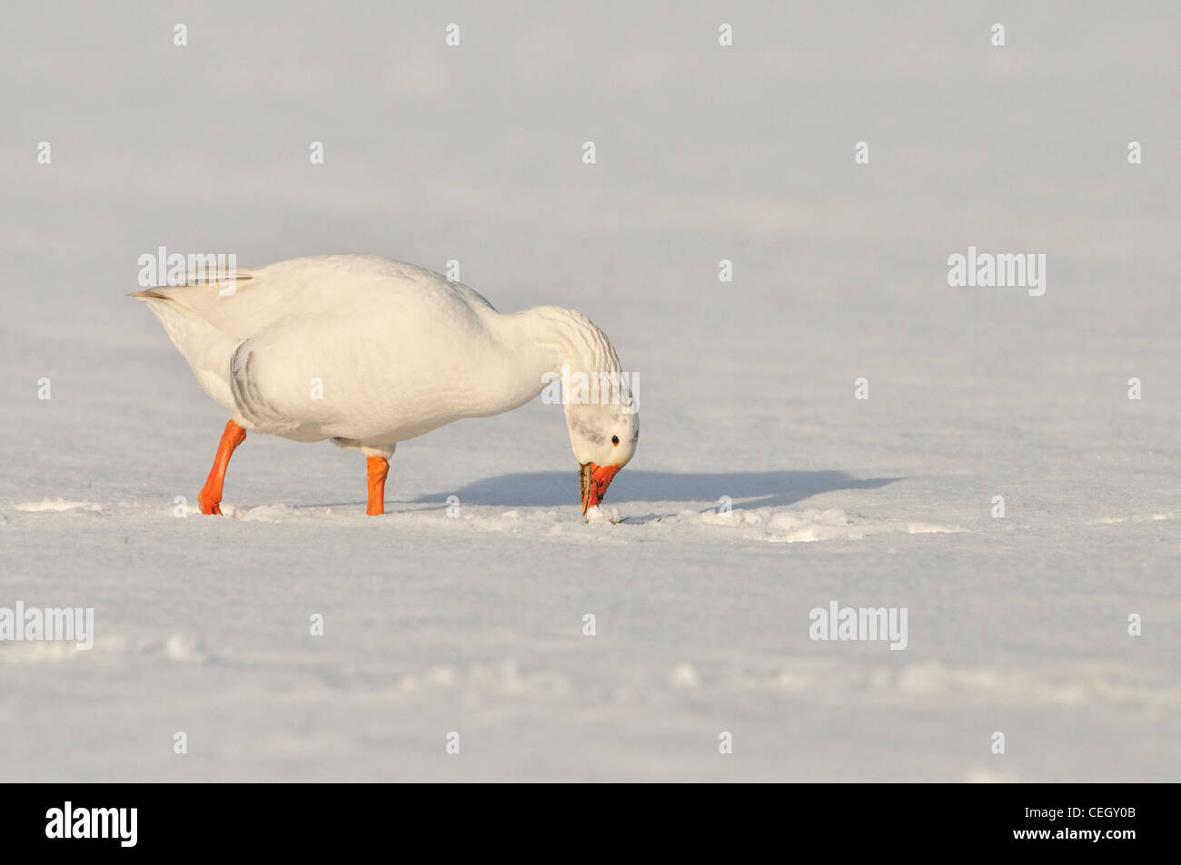 White domestic goose (Anser anser domesticus) foraging in the snow in winter, the Netherlands Stock Photo