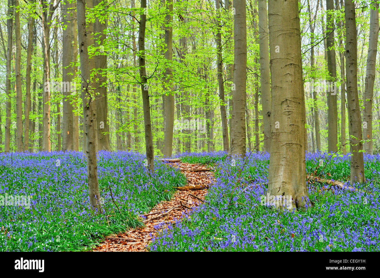 Path winding through Bluebells (Endymion nonscriptus) in beech woodland (Fagus sylvatica), Hallerbos, Belgium Stock Photo