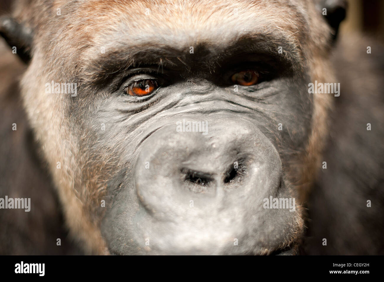 Stuffed Gorilla - Alfred the Ape Stock Photo