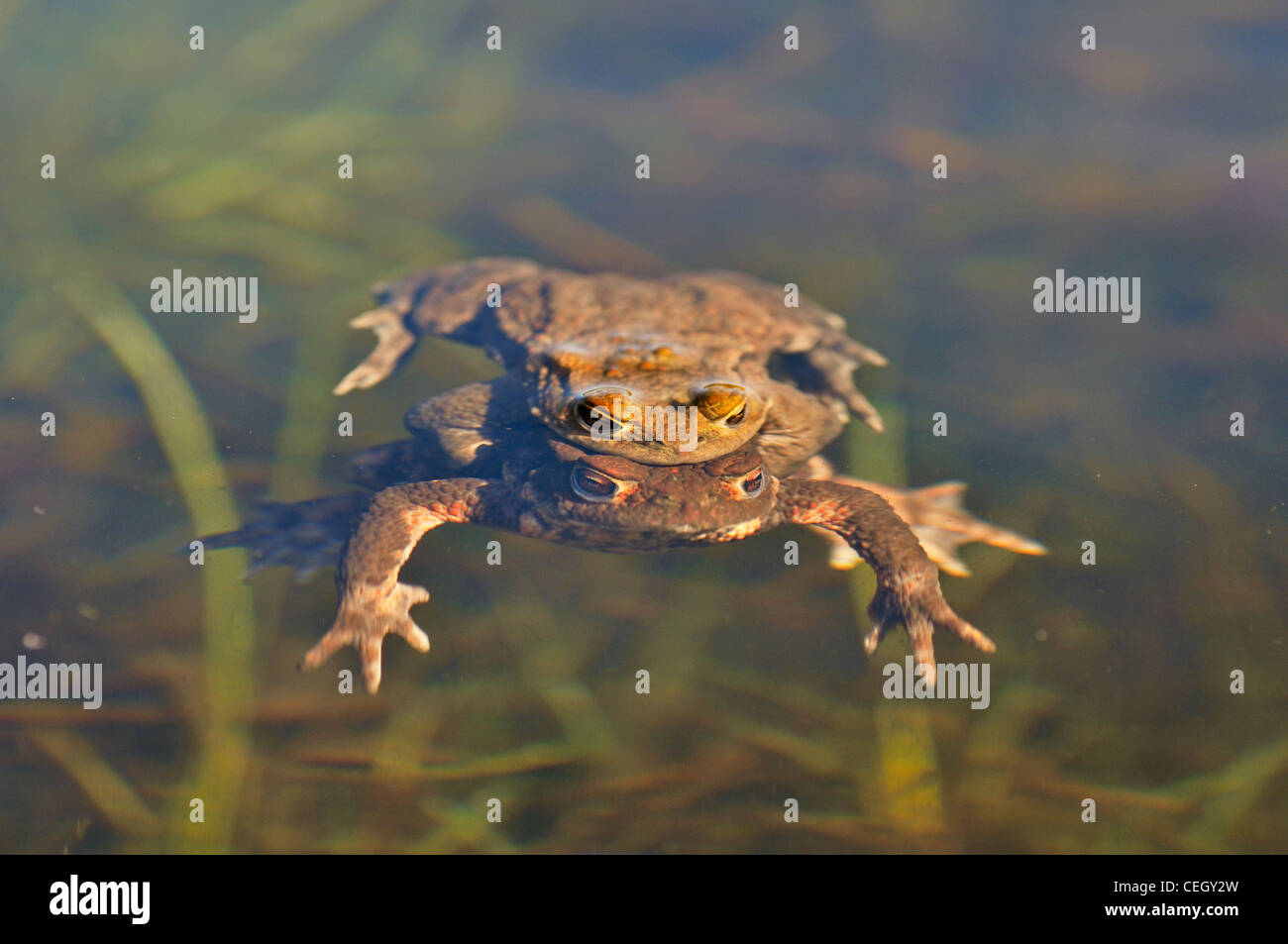 Couple of Common toads / European toads (Bufo bufo) in amplexus mating in pond, Belgium Stock Photo