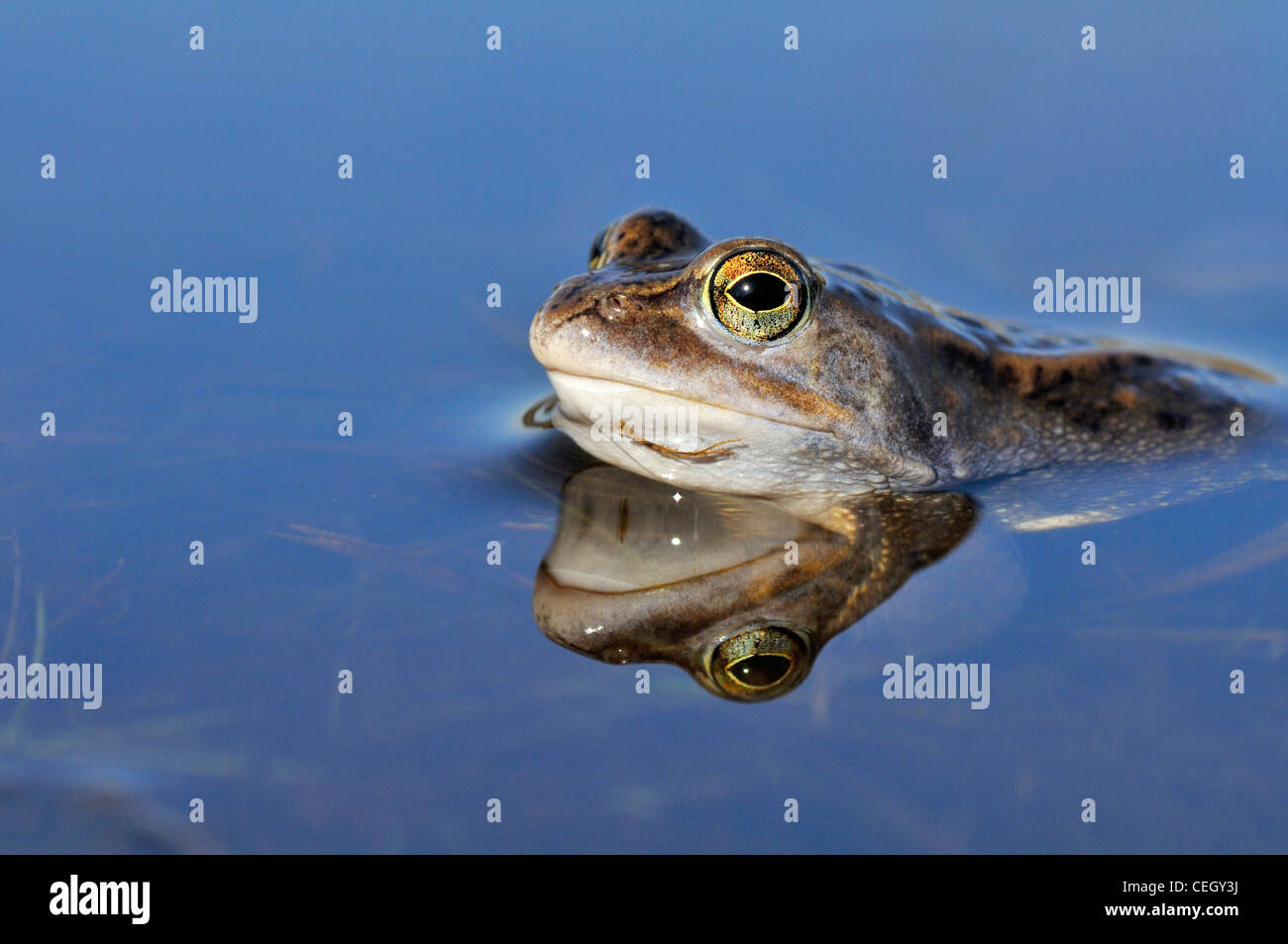 Reflection in water of Moor Frog (Rana arvalis) floating in pond, the Netherlands Stock Photo