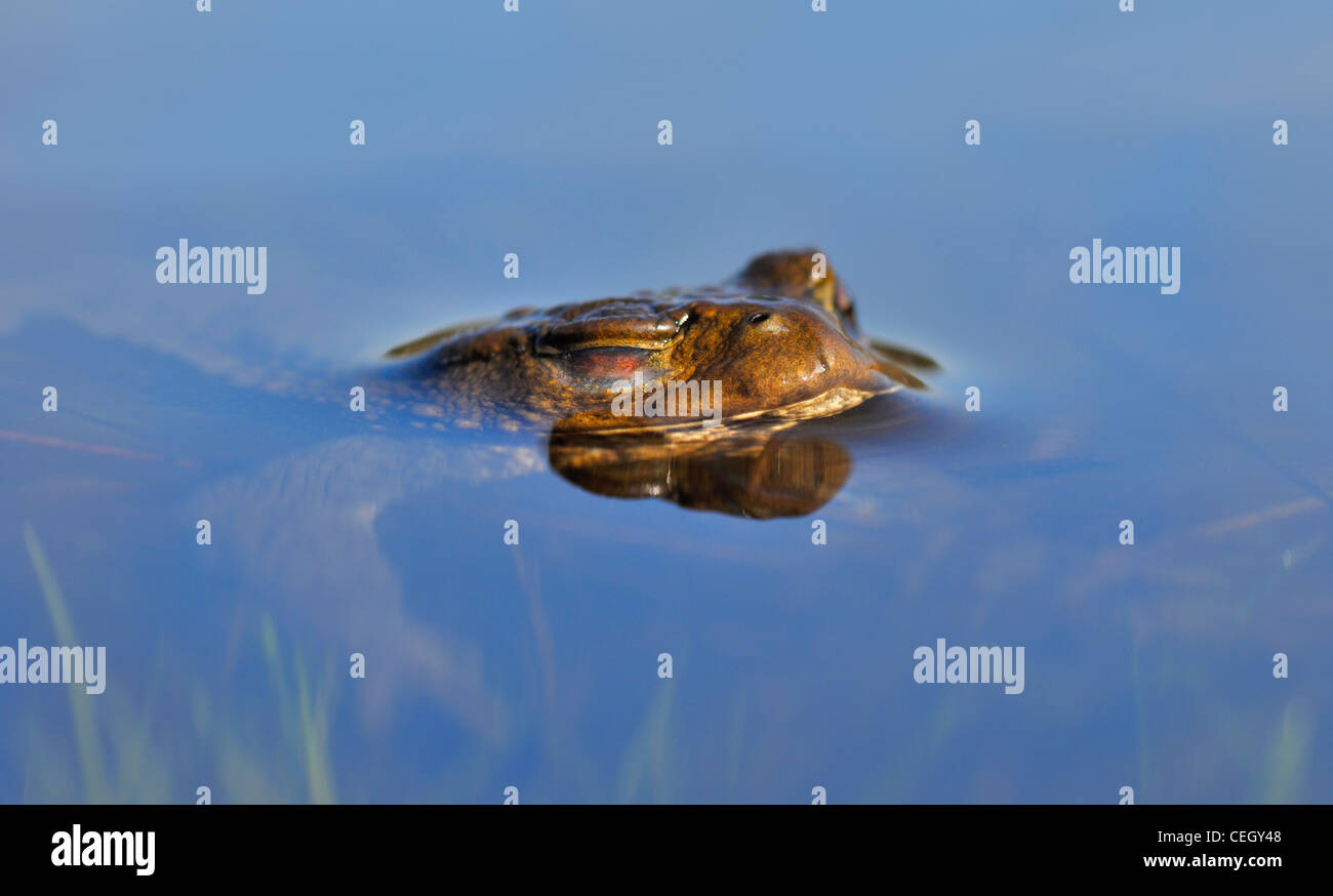 Common toad / European toad (Bufo bufo) floating in pond with eyes closed, the Netherlands Stock Photo
