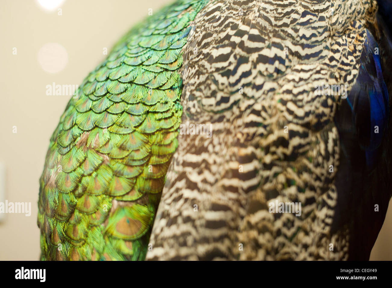 Colorful birds feathers Stock Photo