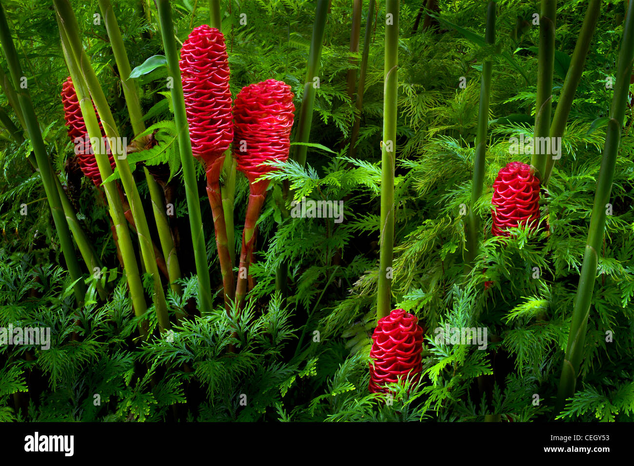 Beehive Ginger. Zingiber spectabile. Hawaii Tropical Botanical Gardens. Hawaii, The Big Island. Stock Photo