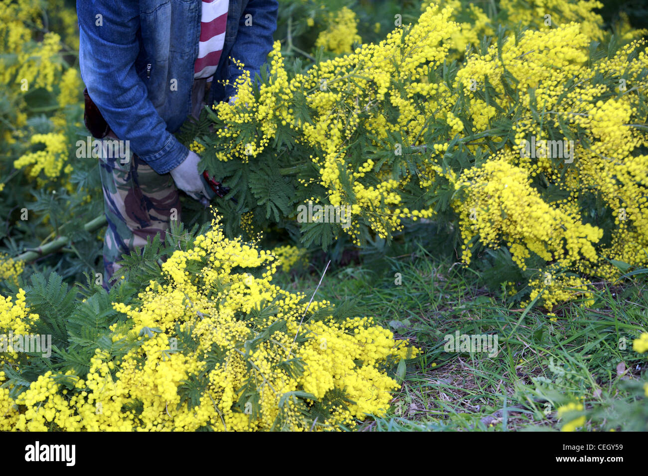 Harvest of mimosa on The Riviera in France Stock Photo