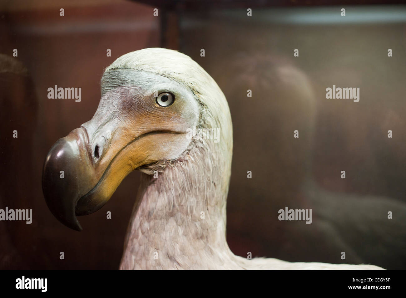 The dodo (Raphus cucullatus) Stock Photo
