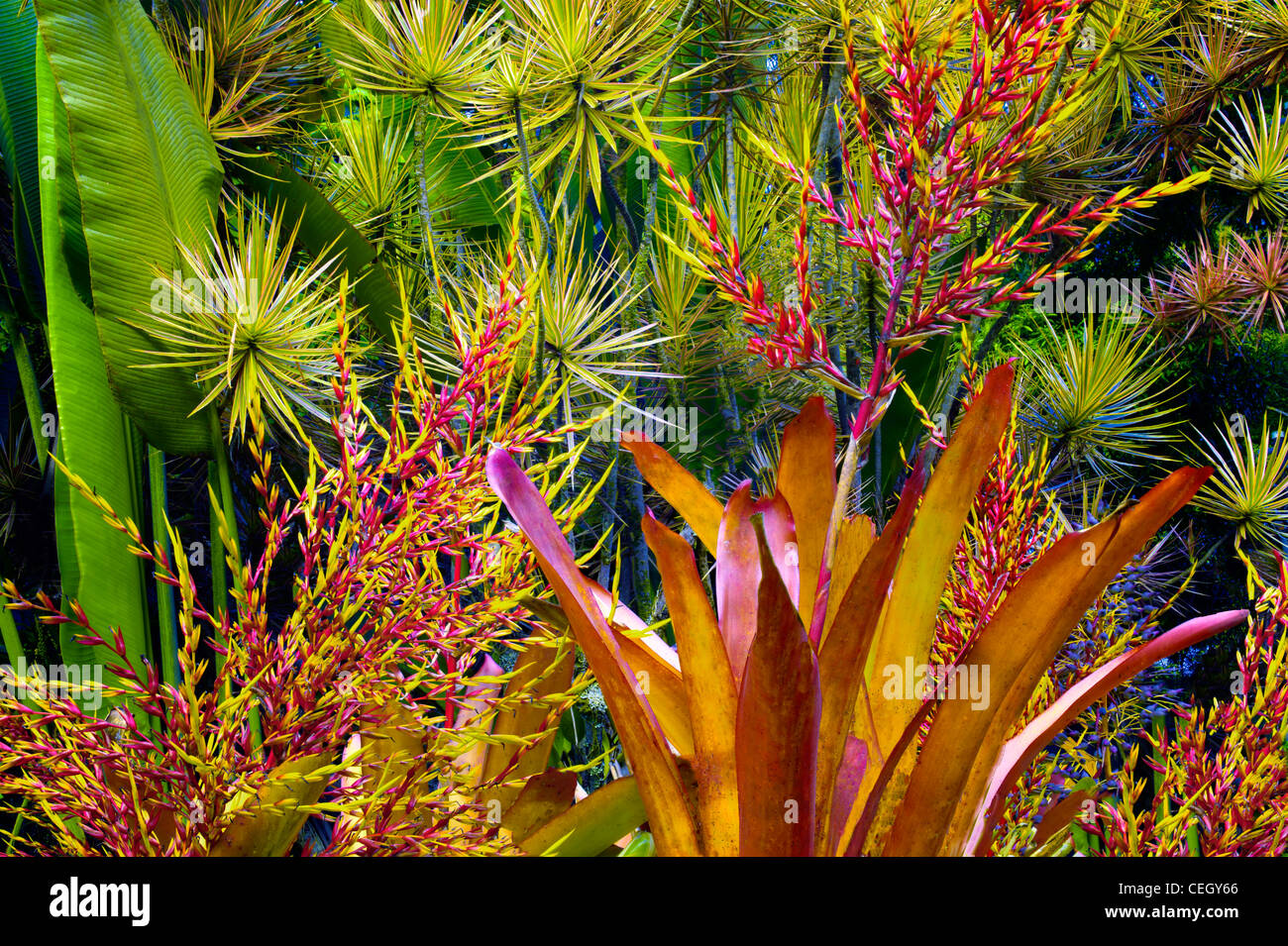 Mixed tropical flora. Hawaii Tropical Botanical Gardens. Hawaii, The Big Island. Stock Photo