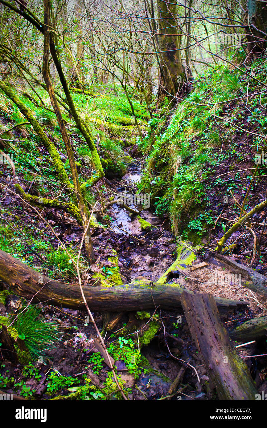 Stream with trees and grass hi-res stock photography and images - Alamy