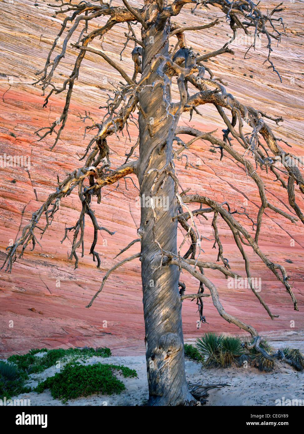 Dead ponderosa pine tree and Checkerboard Mesa. Zion National Park, Utah. Stock Photo