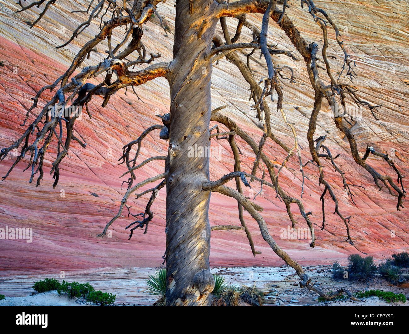Dead ponderosa pine tree and Checkerboard Mesa. Zion National Park