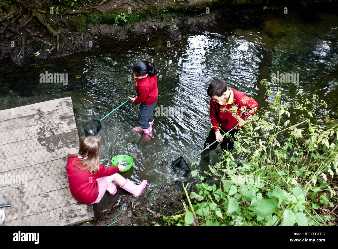 Pupils from Brambletye school year 5, using nets stream dipping in the Earlswood brook which runs round the School. Stock Photo