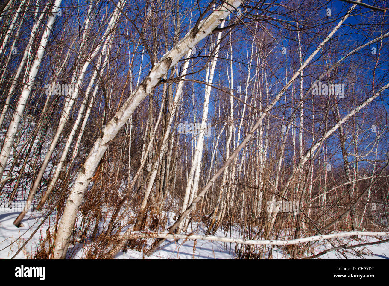 Bent over birch tree hires stock photography and images Alamy