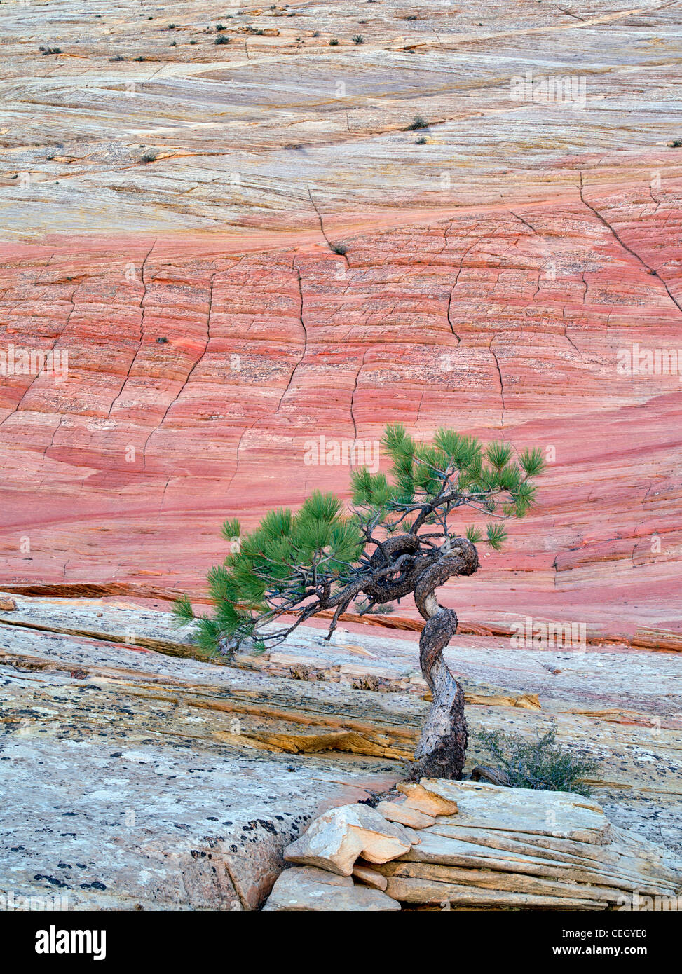 Bonsa ponderosa pine tree struggling to survive and Cherboard Mesa. Zion National Park, Utah. Stock Photo