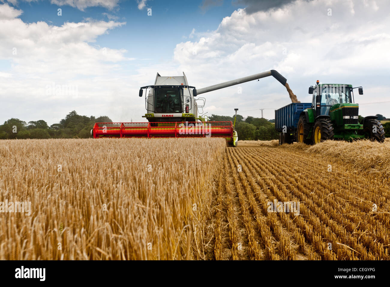 Barley being harvested in Kent, with a combine harvester. The grain is then emptied into trailers, and taken to the grain store. Stock Photo